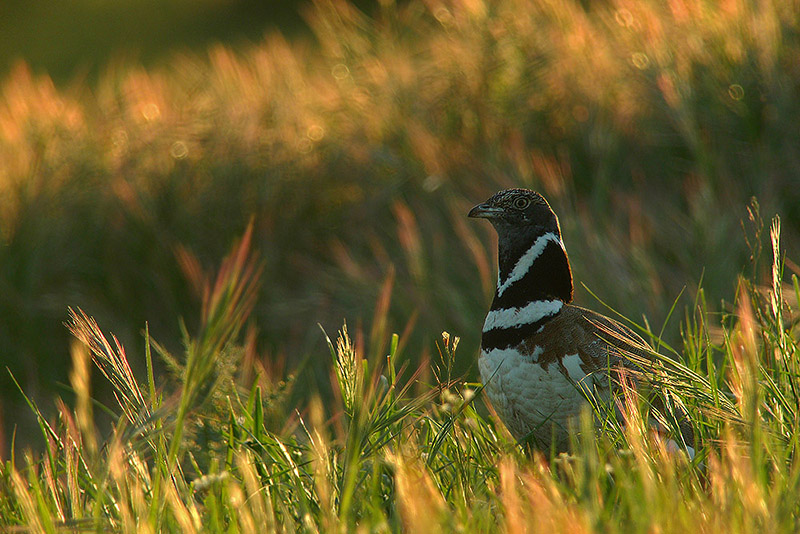 Gallina prataiola in Digiscoping